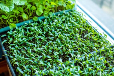 Pencere kenarındaki tohumlar farklıdır. Seçici odaklanma. Doğa.