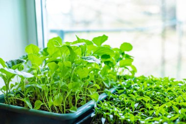 Pencere kenarındaki tohumlar farklıdır. Seçici odaklanma. Doğa.