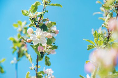 Baharda bahçede çiçek açan elma ağaçları. Seçici odaklanma. Çiçekler..