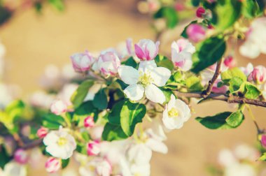 Baharda bahçede çiçek açan elma ağaçları. Seçici odaklanma. Çiçekler..