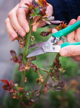 Bahçıvan bahçede gül buduyor. Seçici odaklanma. Doğa.