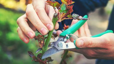 Bahçıvan bahçede gül buduyor. Seçici odaklanma. Doğa.
