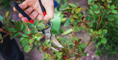 Bahçıvan bahçede gül buduyor. Seçici odaklanma. Doğa.