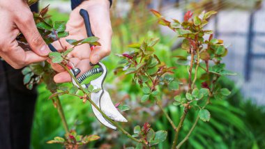 Bahçıvan bahçede gül buduyor. Seçici odaklanma. Doğa.