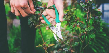 Bahçıvan bahçede gül buduyor. Seçici odaklanma. Doğa.