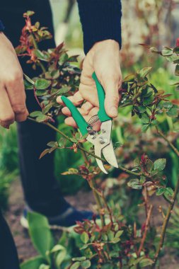 Bahçıvan bahçede gül buduyor. Seçici odaklanma. Doğa.