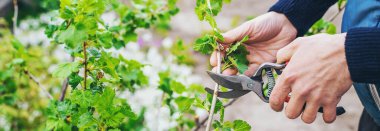Bahçıvan bahçede frenk üzümü çalıları buduyor. Seçici odaklanma. Doğa.