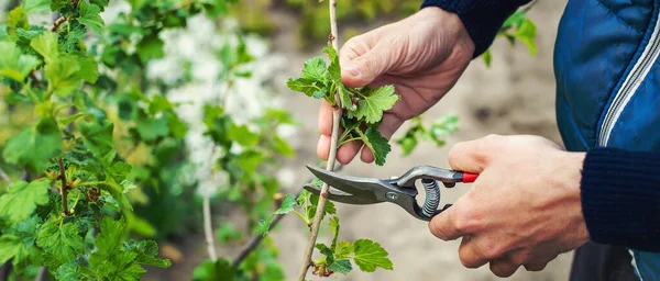 Jardinero Poda Arbustos Grosella Jardín Enfoque Selectivo Naturaleza — Foto de Stock