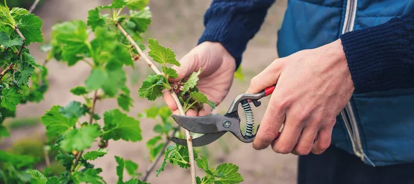 Tukang Kebun Memangkas Semak Semak Currant Taman Fokus Selektif Alam — Stok Foto