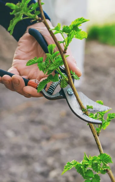 Jardinero Está Podando Arbustos Frambuesa Jardín Enfoque Selectivo Naturaleza — Foto de Stock