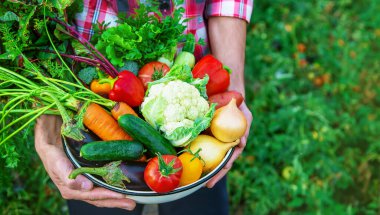 Çiftçi bir adam elinde sebze hasadı tutuyor. Seçici odaklanma. Doğa.