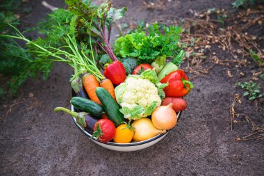 Bahçeden sebze toplayın. Seçici odaklanma. Doğa.