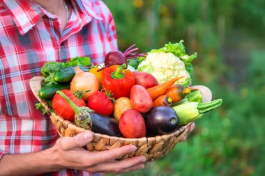 Çiftçi bir adam elinde sebze hasadı tutuyor. Seçici odaklanma. Doğa.