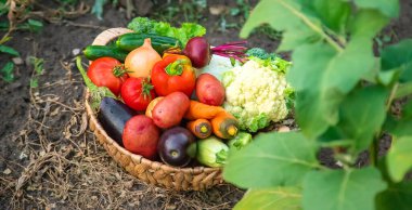 Bahçeden sebze toplayın. Seçici odaklanma. Doğa.