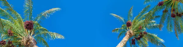 Date Palm Trees Sky Selective Focus Nature — Stock Photo, Image