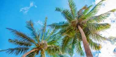 Adadaki hindistan cevizi ağaçları. Seçici odaklanma. Doğa.