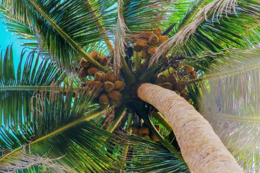 Adadaki hindistan cevizi ağaçları. Seçici odaklanma. Doğa.