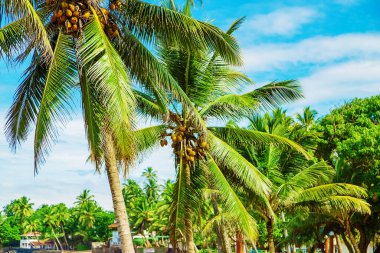 Adadaki hindistan cevizi ağaçları. Seçici odaklanma. Doğa.