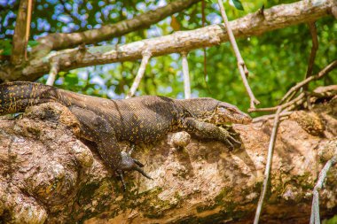 Ağaçtaki büyük monitör kertenkelesi. Seçici odaklanma. Doğa.