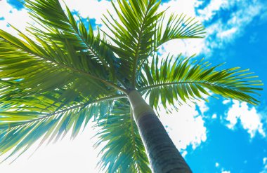 Adadaki hindistan cevizi ağaçları. Seçici odaklanma. Doğa.