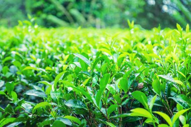 Sri Lanka 'daki çay tarlalarında çay yetişiyor. Seçici odaklanma. Doğa.