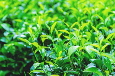 Sri Lanka 'daki çay tarlalarında çay yetişiyor. Seçici odaklanma. Doğa.