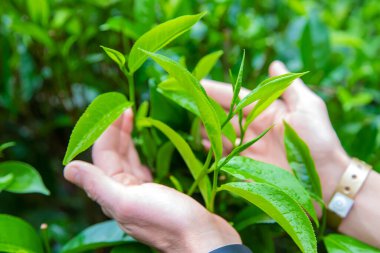 Sri Lanka 'daki çay tarlalarında çay yetişiyor. Seçici odaklanma. Doğa.