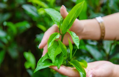 Sri Lanka 'daki çay tarlalarında çay yetişiyor. Seçici odaklanma. Doğa.