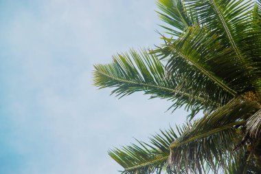 Adadaki hindistan cevizi ağaçları. Seçici odaklanma. Doğa.