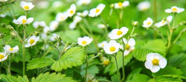 Bahçede çiçek açan çilekler. Seçici odaklanma. Doğa.