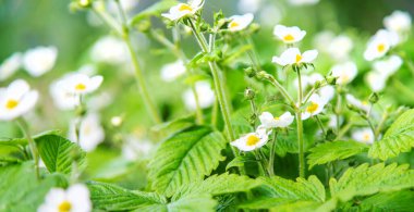 Bahçede çiçek açan çilekler. Seçici odaklanma. Doğa.