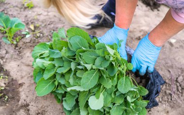 Bahçede lahana tohumları. Seçici odaklanma. Doğa.
