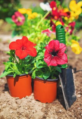 Bahar yaz aylarında çiçek ekiyorum. Seçici odaklanma. Doğa.