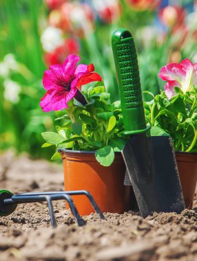 Bahar yaz aylarında çiçek ekiyorum. Seçici odaklanma. Doğa.