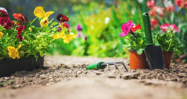 Bahar yaz aylarında çiçek ekiyorum. Seçici odaklanma. Doğa.