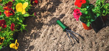 Bahar yaz aylarında çiçek ekiyorum. Seçici odaklanma. Doğa.