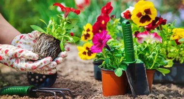 Bahçıvan bir çiçek bahçesi dikiyor. Seçici odaklanma. Doğa.