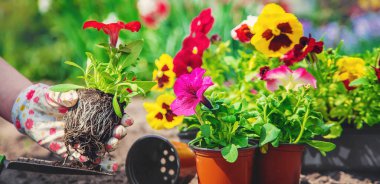 Bahçıvan bir çiçek bahçesi dikiyor. Seçici odaklanma. Doğa.