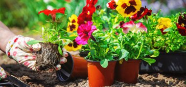 Bahçıvan bir çiçek bahçesi dikiyor. Seçici odaklanma. Doğa.