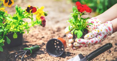 Bahçıvan bir çiçek bahçesi dikiyor. Seçici odaklanma. Doğa.