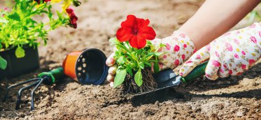 Bahçıvan bir çiçek bahçesi dikiyor. Seçici odaklanma. Doğa.