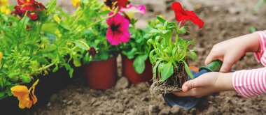 Bir çocuk çiçek bahçesi ekiyor. Seçici odaklanma. Doğa.