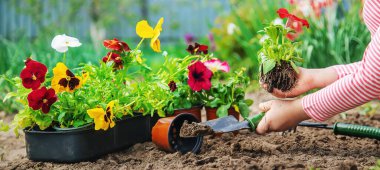 Bir çocuk çiçek bahçesi ekiyor. Seçici odaklanma. Doğa.