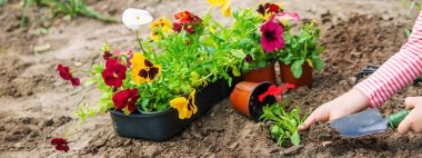 Bir çocuk çiçek bahçesi ekiyor. Seçici odaklanma. Doğa.