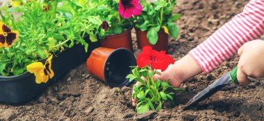 Bir çocuk çiçek bahçesi ekiyor. Seçici odaklanma. Doğa.