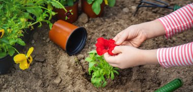 Bir çocuk çiçek bahçesi ekiyor. Seçici odaklanma. Doğa.