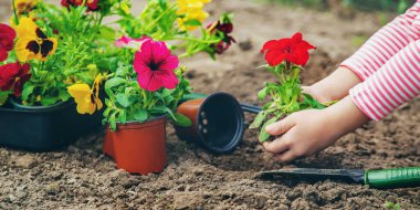 Bir çocuk çiçek bahçesi ekiyor. Seçici odaklanma. Doğa.