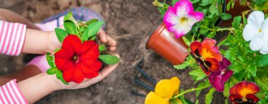 Bir çocuk çiçek bahçesi ekiyor. Seçici odaklanma. Doğa.