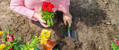Bir çocuk çiçek bahçesi ekiyor. Seçici odaklanma. Doğa.