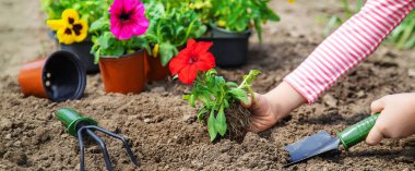 Bir çocuk çiçek bahçesi ekiyor. Seçici odaklanma. Doğa.